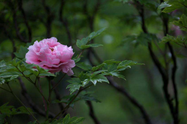 牡丹花开放时间和特点