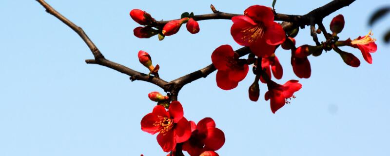 海棠花掉花苞怎么回事