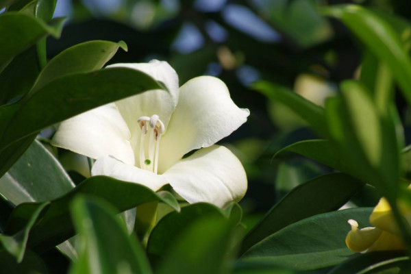 如何让非洲茉莉开花