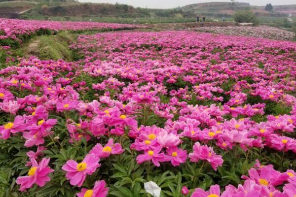 芍药喜欢什么肥料