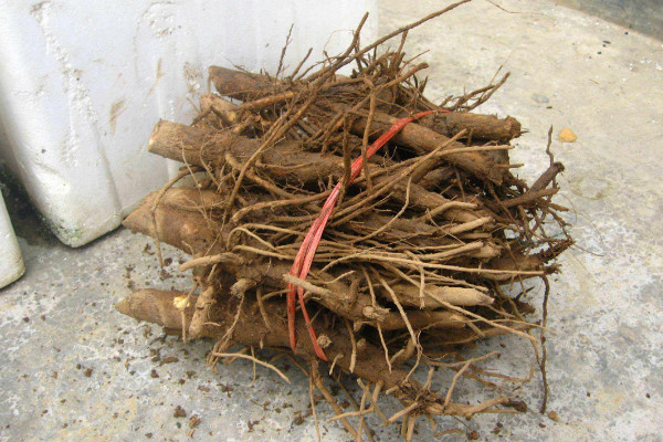 芍药根块带芽种植方法