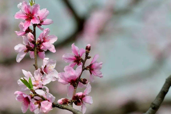 桃树开花时能浇水吗