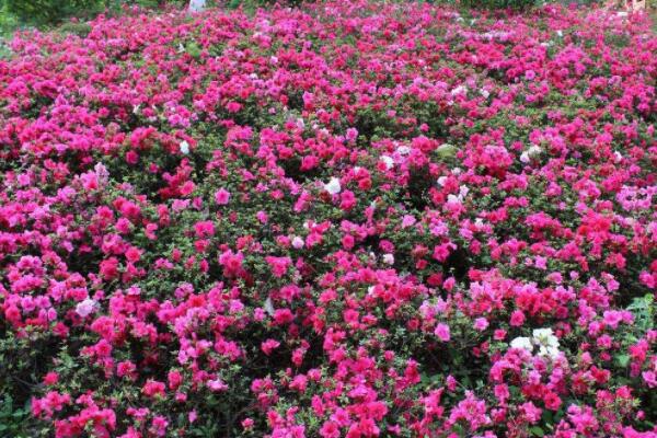 净化空气的植物室内花