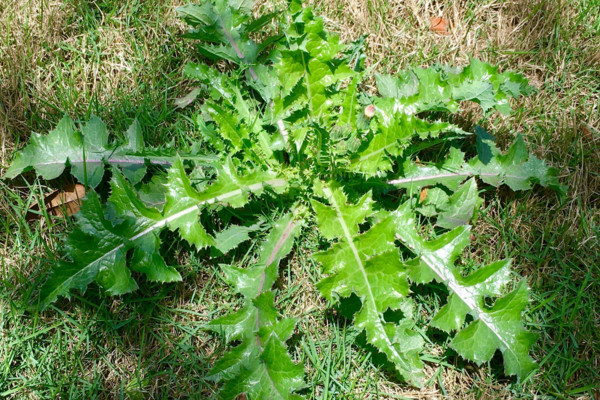 花叶滇苦菜是蒲公英吗