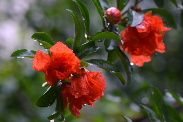 石榴花花语