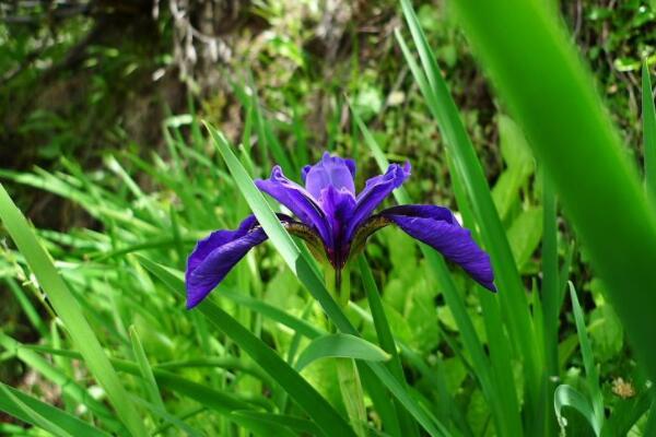 野生兰花长在什么地方