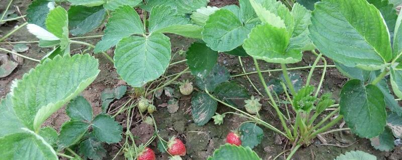 草莓移栽生根要几天