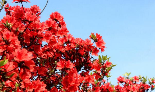 杜鹃花花语和寓意