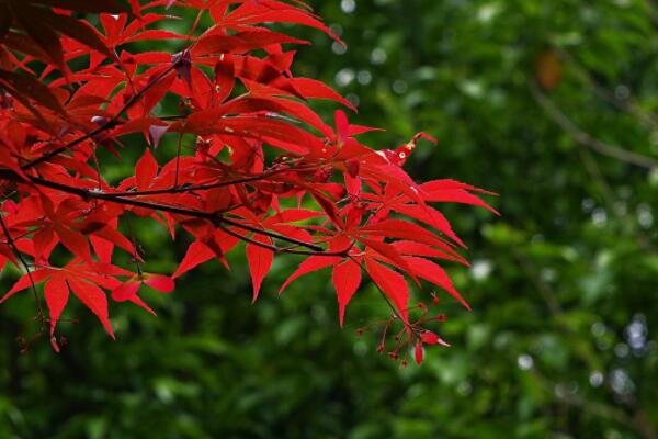红枫开花是怎么回事