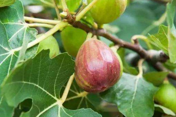 无花果不开花就结果吗