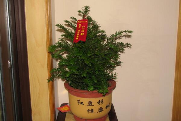 栽红豆杉用什么盆