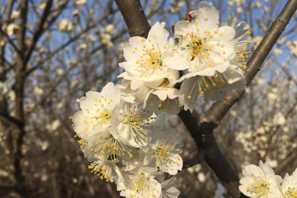 樱花和樱桃花一样吗