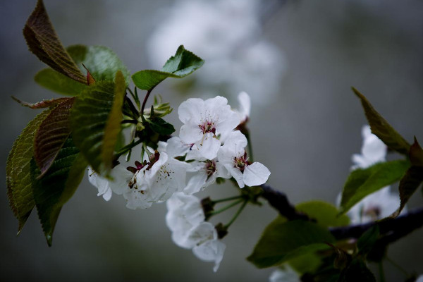 车厘子的花长什么样