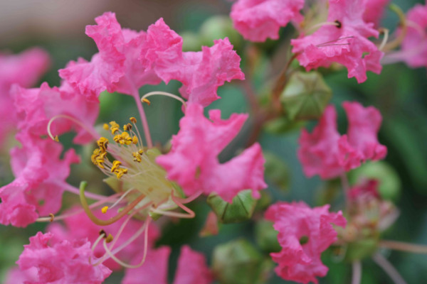 车厘子的花长什么样