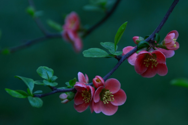 海棠花花语