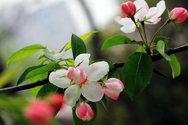 海棠花花语