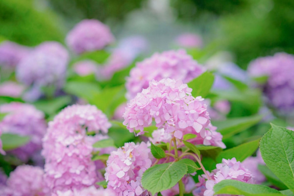 绣球花为什么不开花