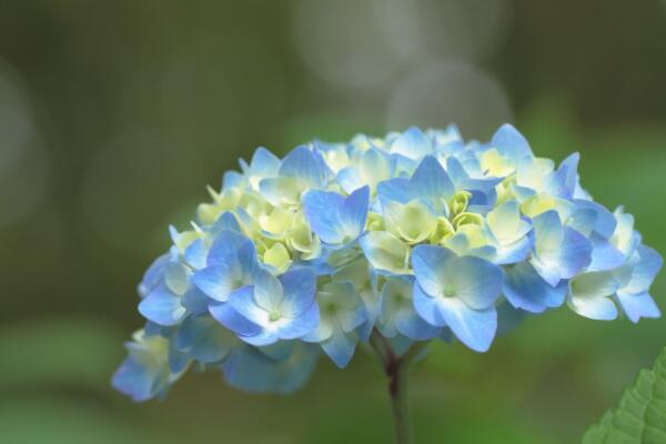 绣球花枯萎了要剪掉吗