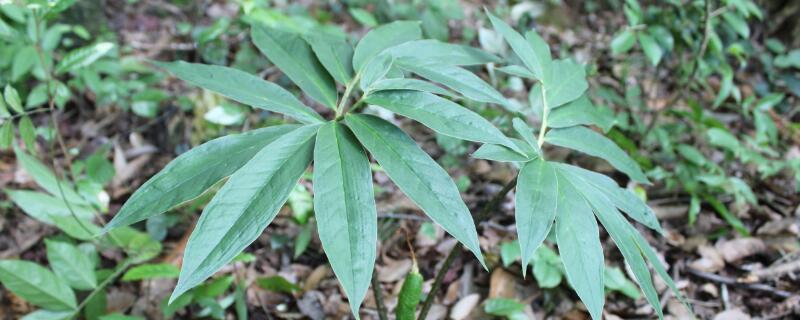 野生七叶一枝花有几种