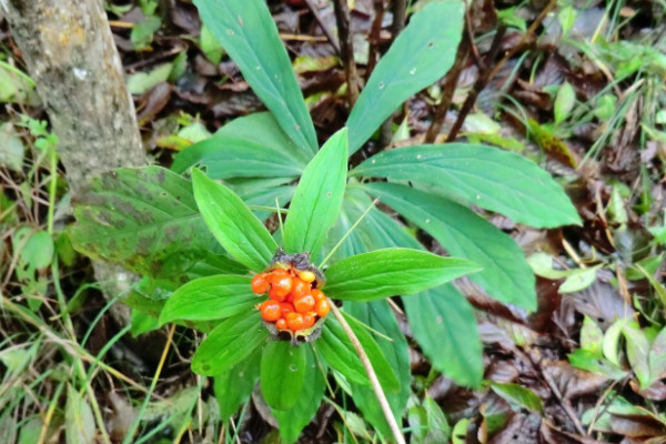 野生七叶一枝花有几种