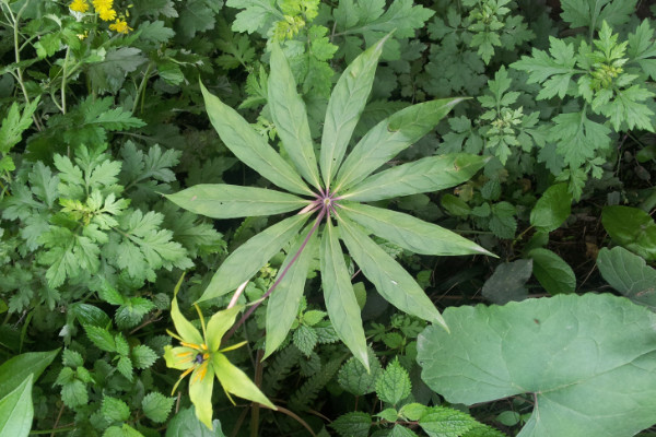 野生七叶一枝花有几种