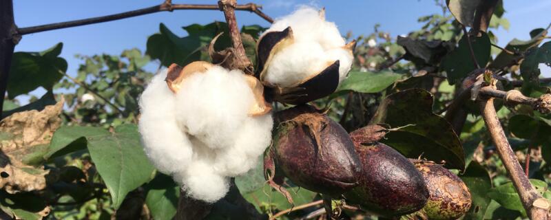 棉花是什么植物 发财农业网