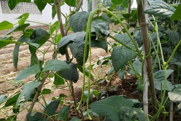 干旱地方种什么蔬菜