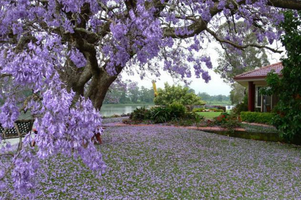 蓝楹花和蓝花楹区别