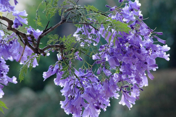 蓝楹花和蓝花楹区别