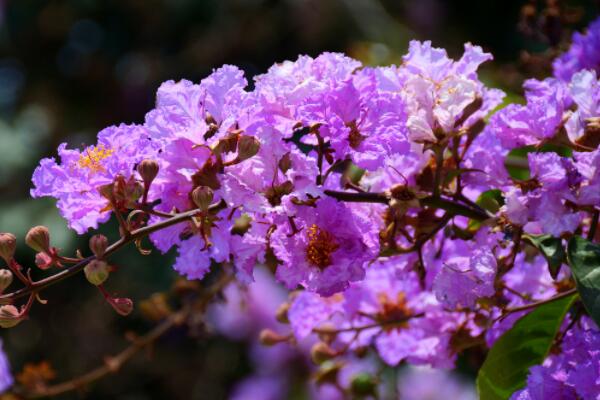 丁香和紫薇是一种花吗