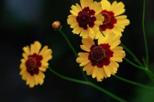 孔雀菊可以种家里吗