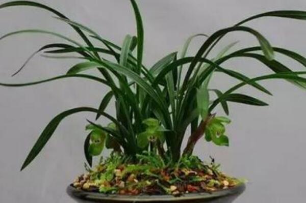 兰花开花后花茎怎么剪