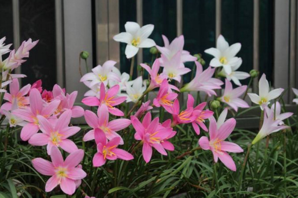 风雨兰室内能开花吗