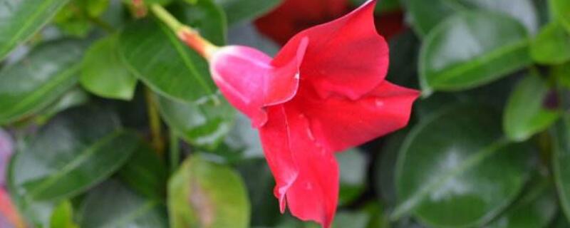 红蝉花有毒吗
