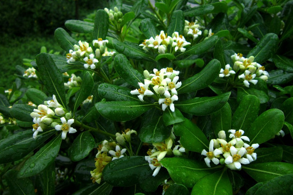 海桐的花语和象征