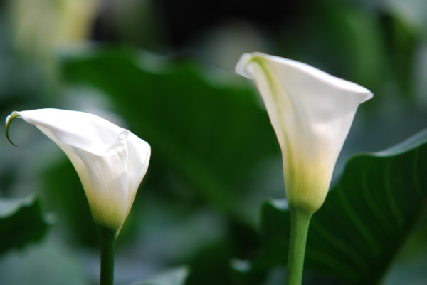 海芋花和马蹄莲对比