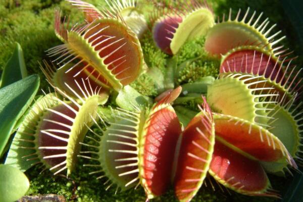 食虫植物怎样捕虫