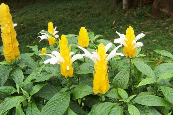 黄金塔不开花咋回事