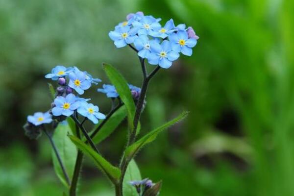 适合情人节送的花