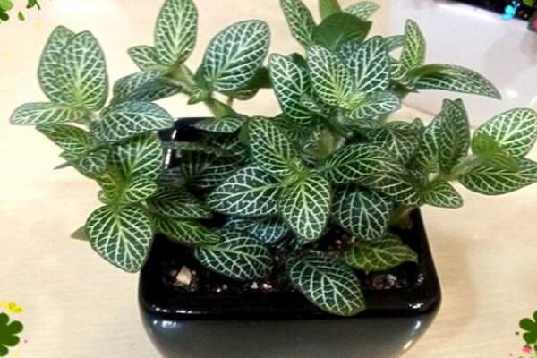 网纹草叶片变软
