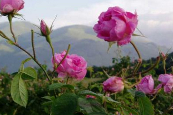 保加利亚玫瑰花花语