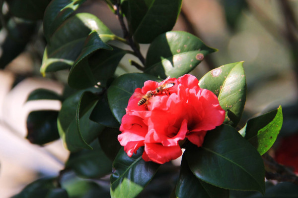 茶花开花掉叶怎么办