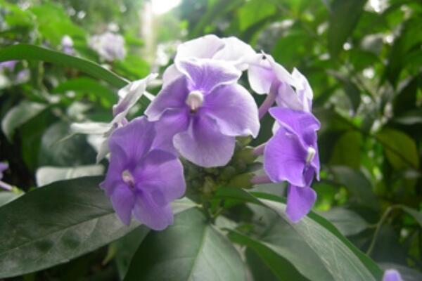 鸳鸯茉莉一年开几次花