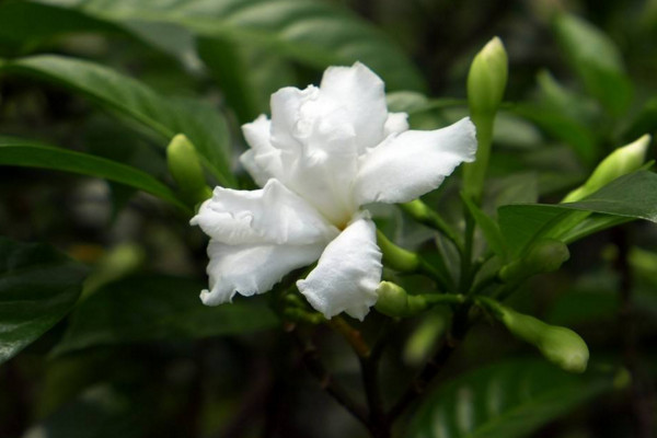 狗牙花只有花苞不开花