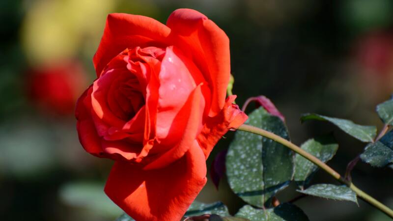 一朵玫瑰花代表什么