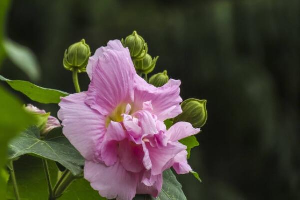 芙蓉花长得高咋剪枝