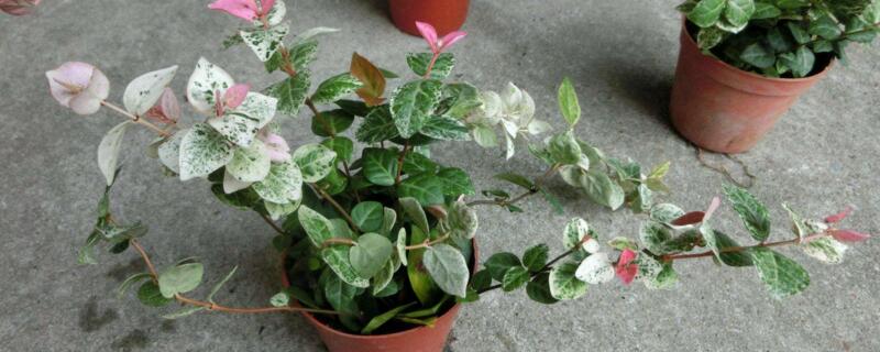 花叶络石叶子干硬