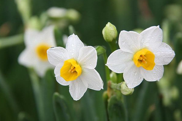 水仙花花语