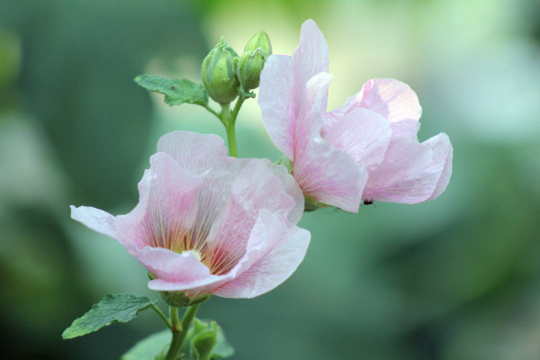 芙蓉花叶子为何打卷