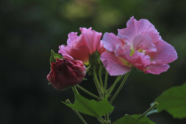 芙蓉花叶子怎么栽培